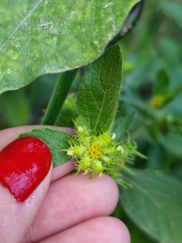 Image of Acanthospermum hispidum by (c) Sol Quipildor, some rights reserved (CC BY-SA)