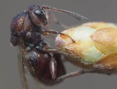 Callirhytis elliptica