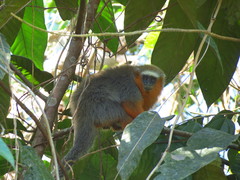 Plecturocebus discolor