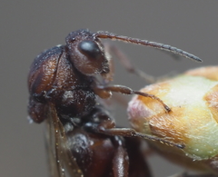 Callirhytis elliptica