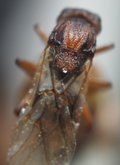 Callirhytis elliptica