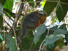 Plecturocebus discolor