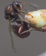 Callirhytis elliptica