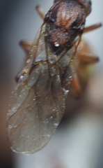 Callirhytis elliptica