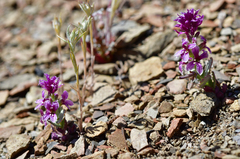 Streptanthus callistus