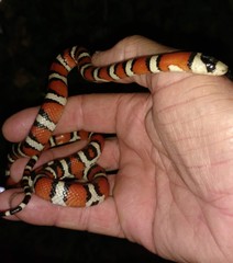Lampropeltis knoblochi