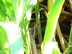 Anolis scypheus