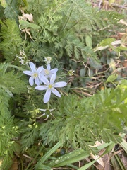 Amsonia ciliata