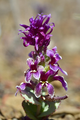 Streptanthus callistus