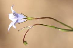 Wahlenbergia stricta alterna