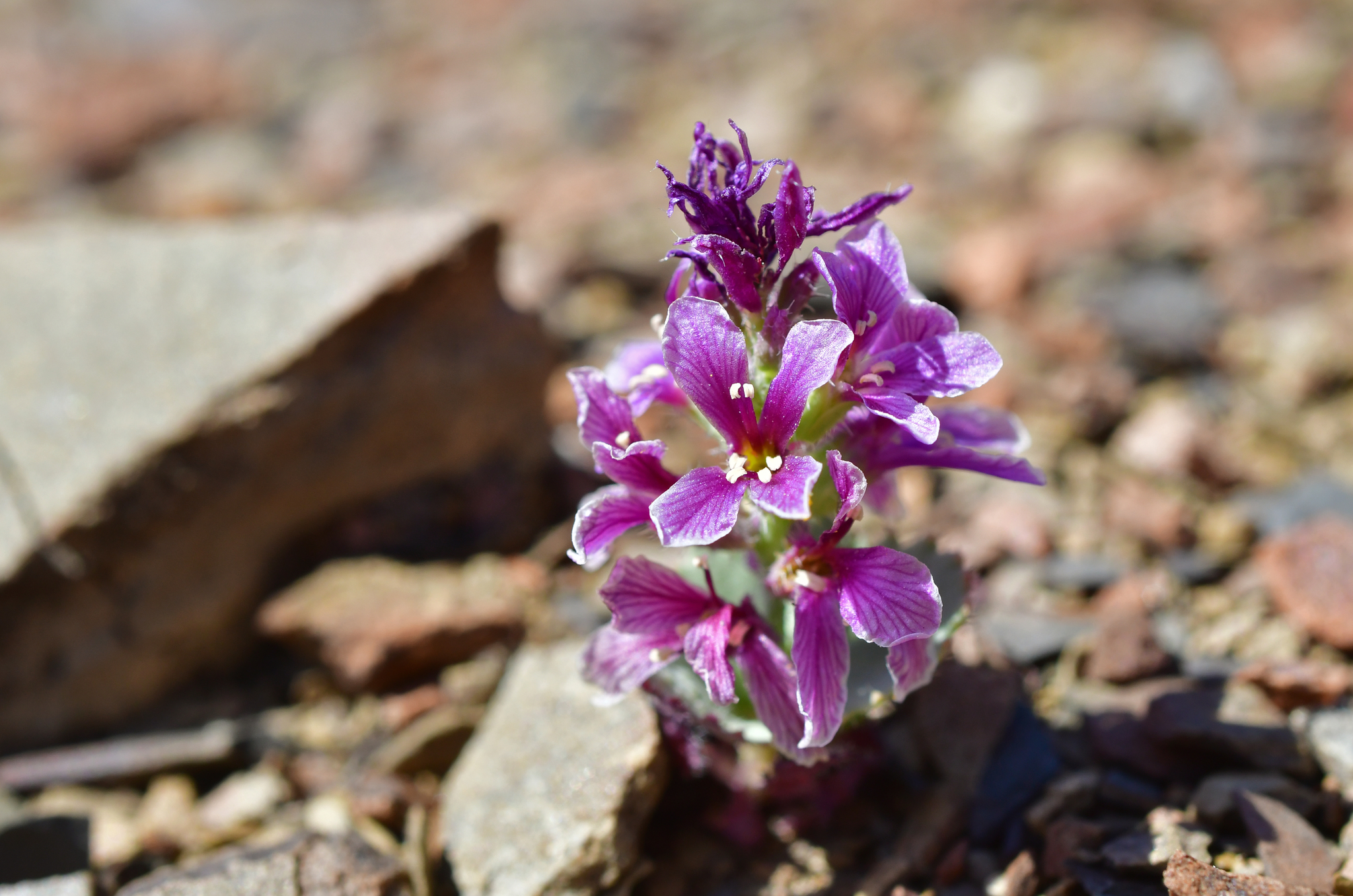 Streptanthus callistus