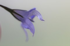 Wahlenbergia stricta alterna