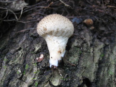Lycoperdon perlatum image