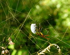 Trichonephila sexpunctata