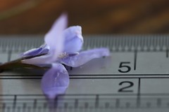 Wahlenbergia stricta alterna