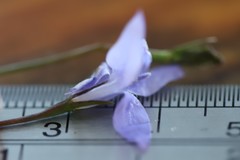 Wahlenbergia stricta alterna