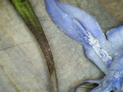 Wahlenbergia stricta alterna
