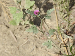 Sphaeralcea mendocina