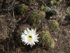 Trichocereus candicans