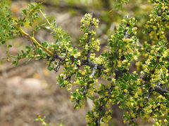 Condalia microphylla