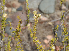 Acantholippia seriphioides