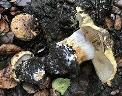 Cortinarius xanthodryophilus