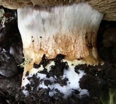 Cortinarius xanthodryophilus