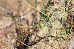 Wahlenbergia stricta alterna