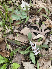 Dicentra cucullaria