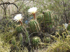 Trichocereus candicans
