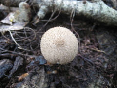 Lycoperdon perlatum image