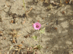 Sphaeralcea mendocina