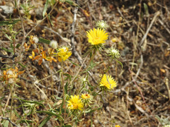 Grindelia pulchella