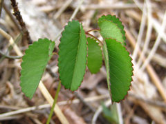Sanguisorba officinalis