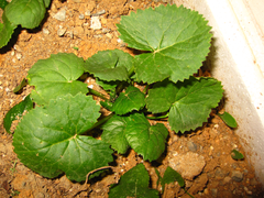 Ligularia fischeri
