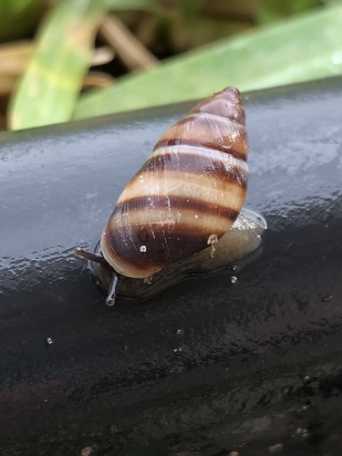 Bulimulus