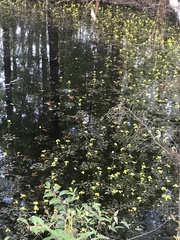 Utricularia radiata