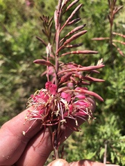 Oenothera calcicola, photograph (c) Sam Kieschnick, some rights reserved (CC BY)