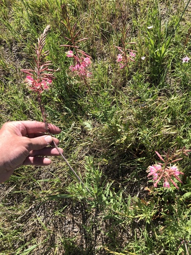 Oenothera calcicola, photograph 6