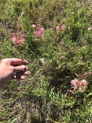 Oenothera calcicola, photograph (c) Sam Kieschnick, some rights reserved (CC BY)