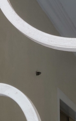 Ithomia agnosia pellucida