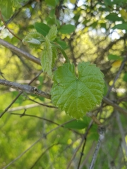 Vitis cinerea baileyana