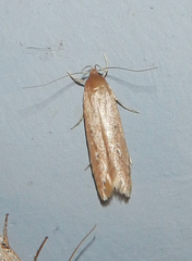 Limnaecia phragmitella