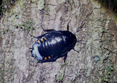 Megaloblatta blaberoides