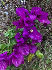 Bougainvillea