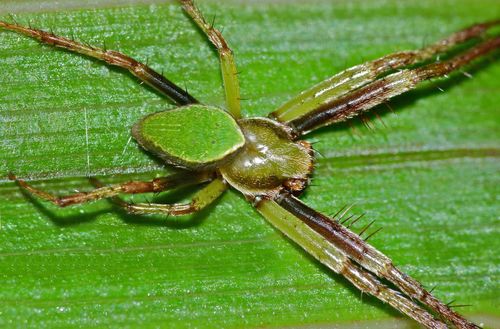 Green Orbweb Spider photo 6