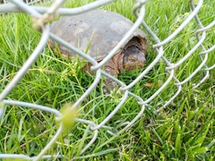 Chelydra serpentina