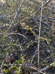 Cotoneaster apiculatus