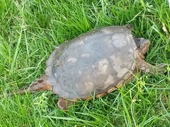 Chelydra serpentina
