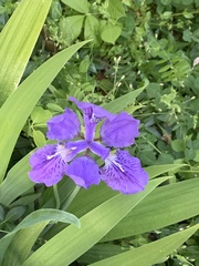 Iris tectorum